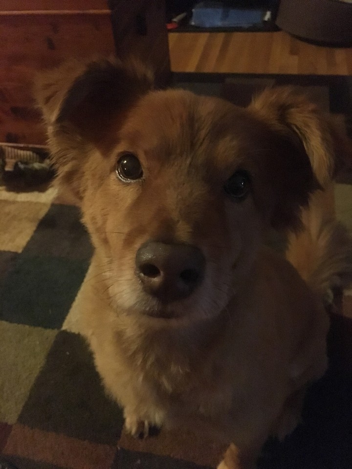 Puppy Love
