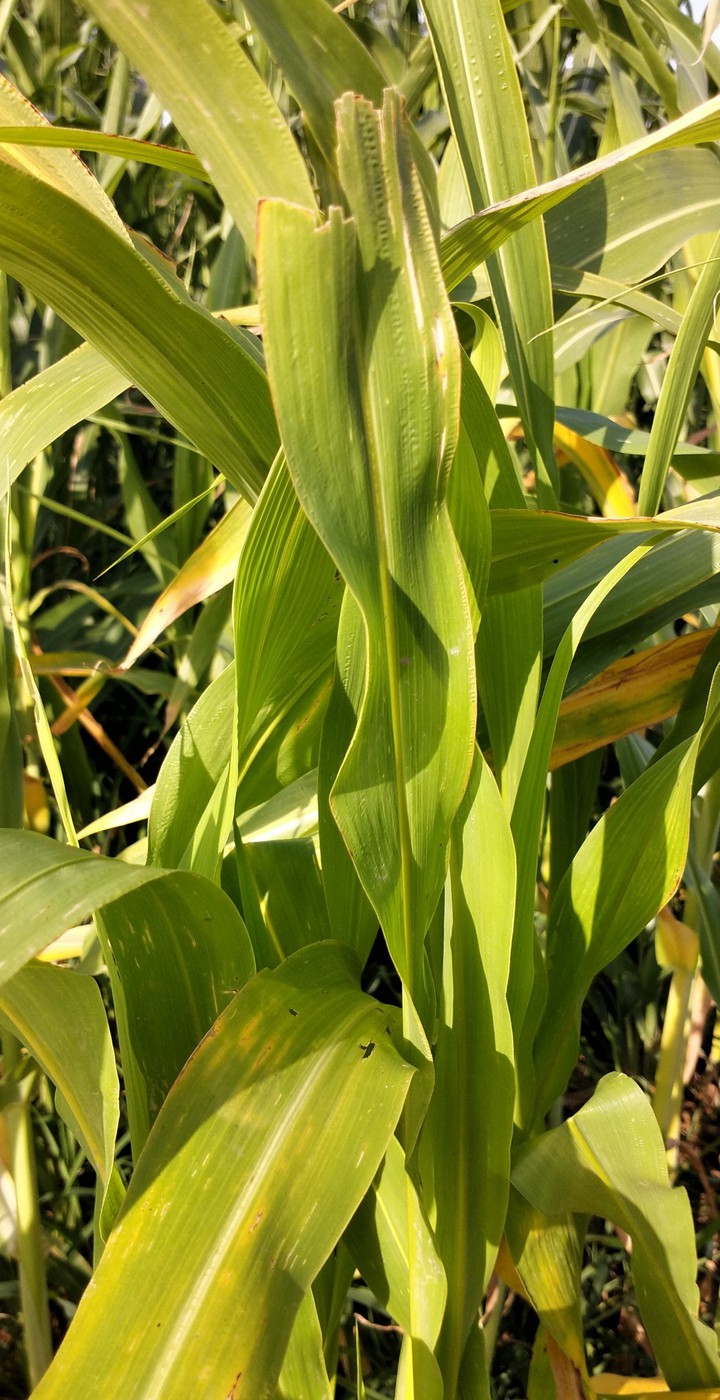 sun vs crops....