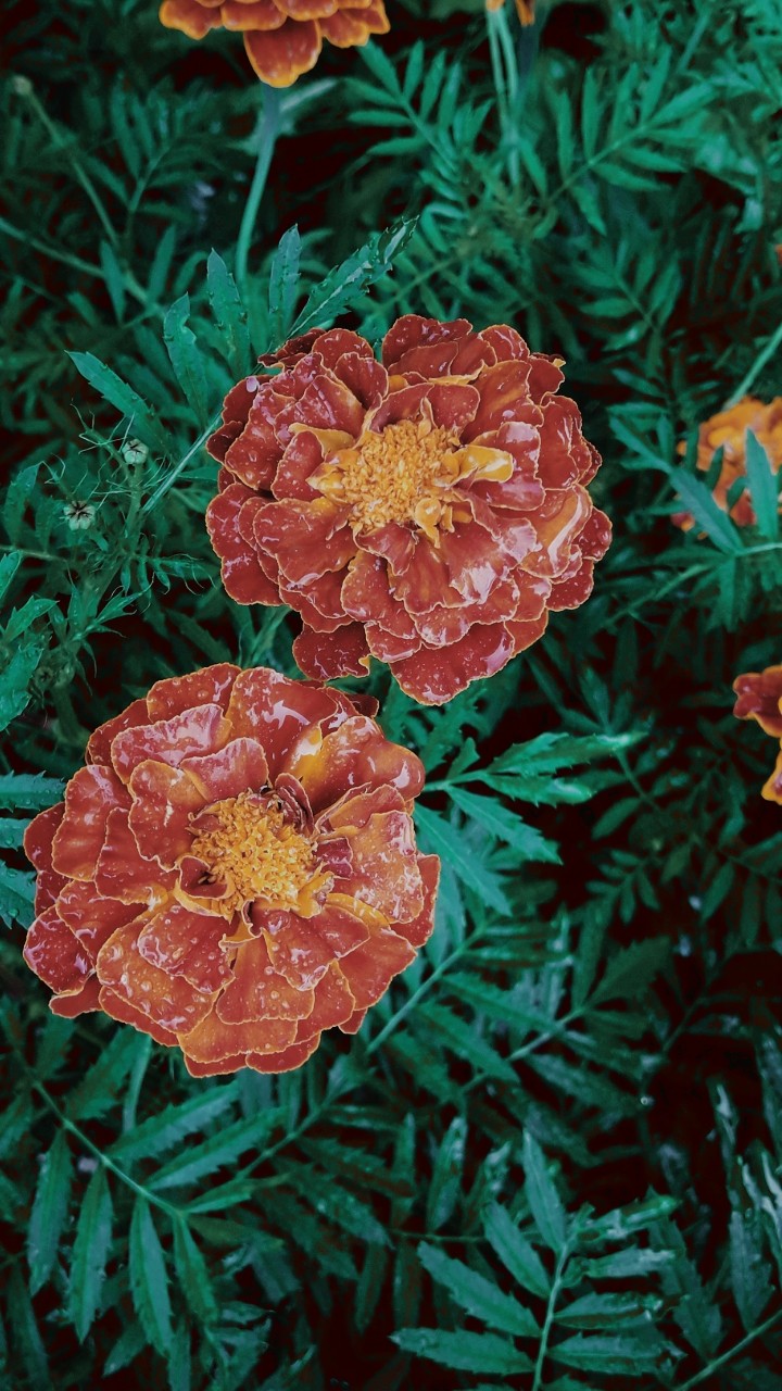 Flowers