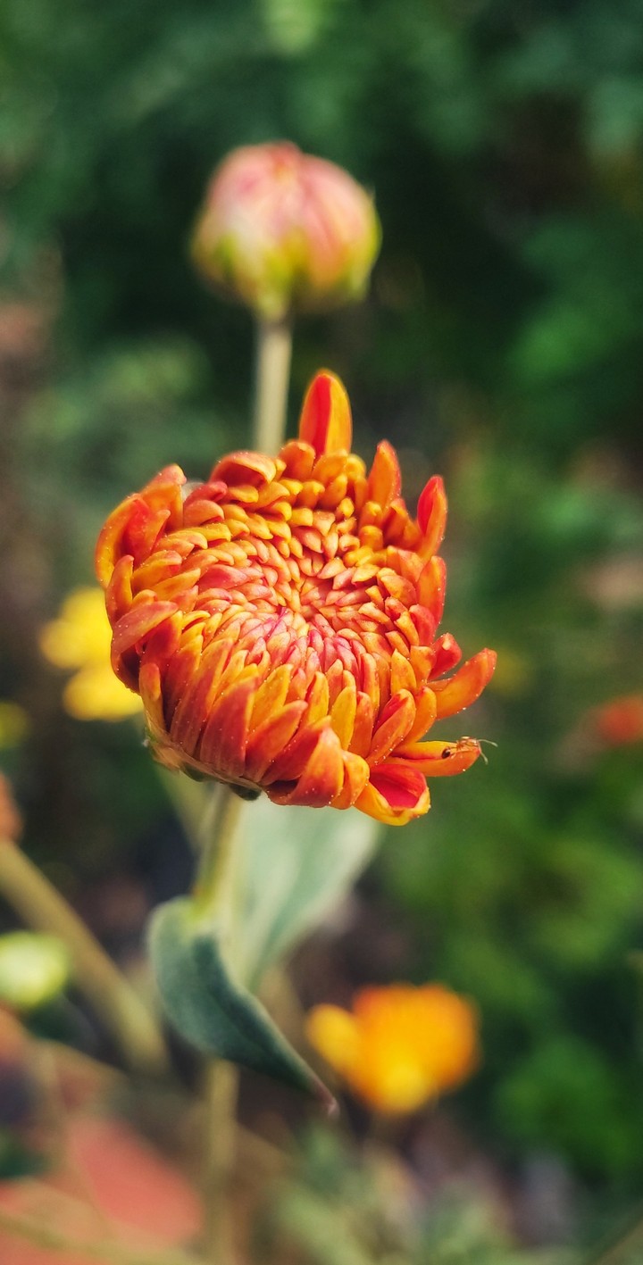Blooming Flower