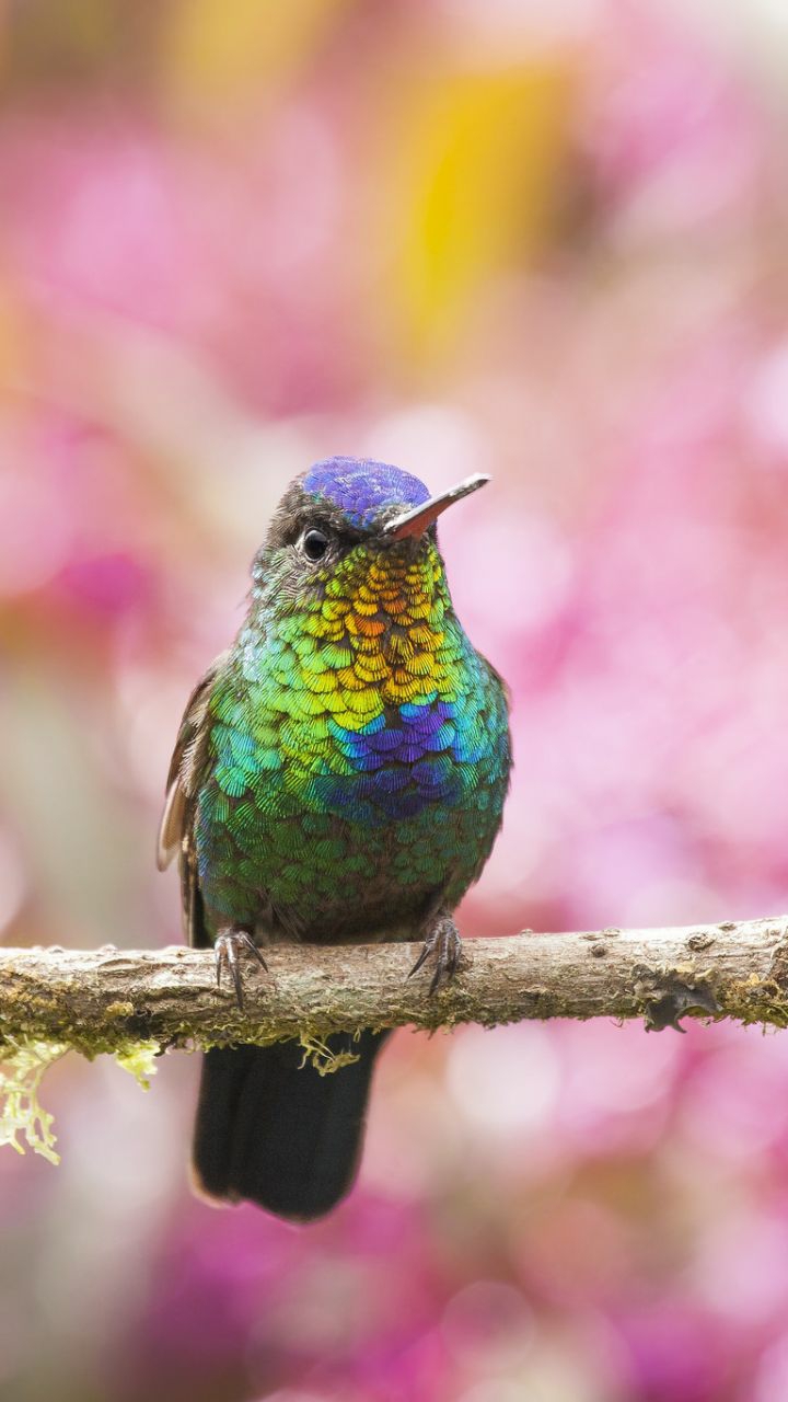 bird