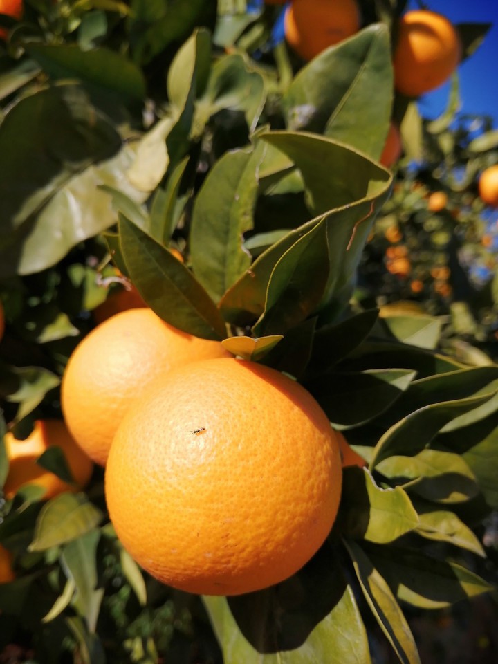 oranges