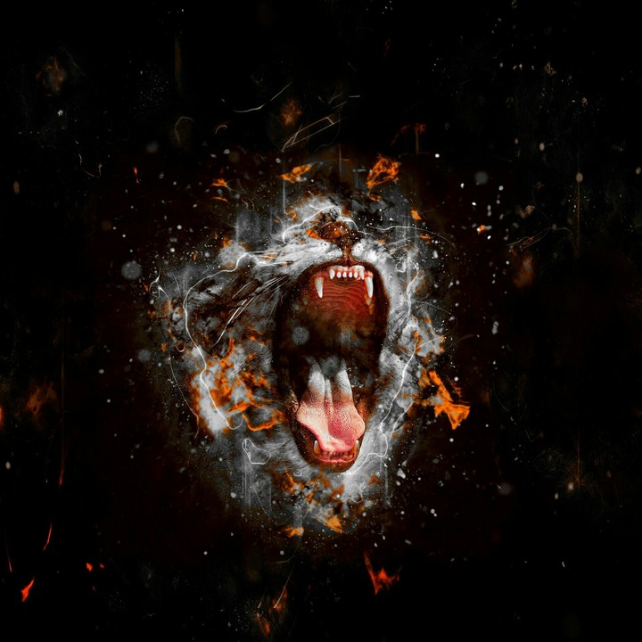 tiger
