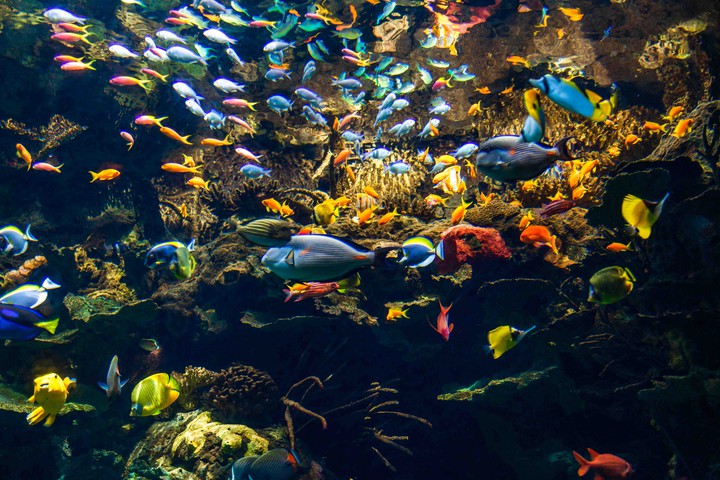 underwater life
