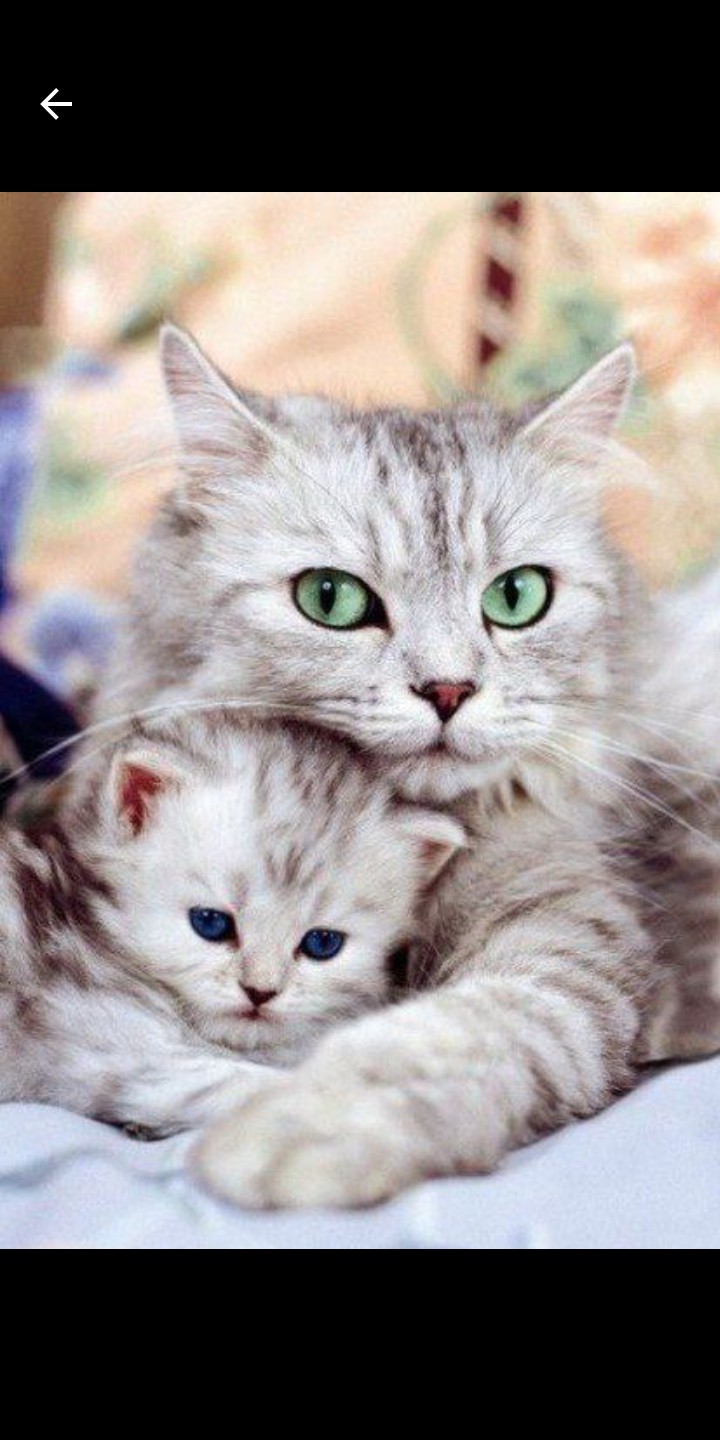 кошка катёнок