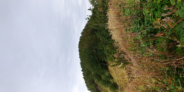 Jukdo Island
