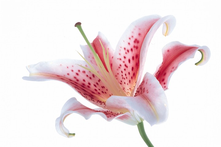 Beautiful Flowers