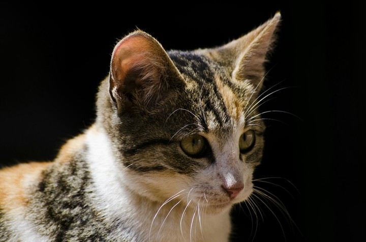 cool kitty