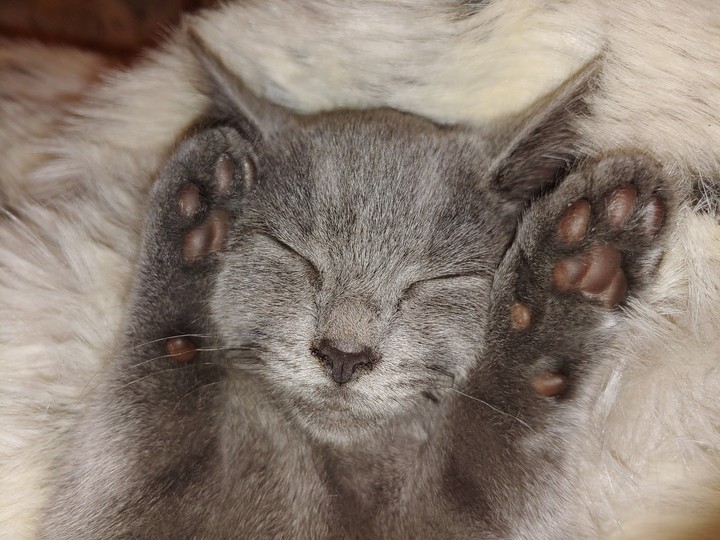 Sleeping kitty