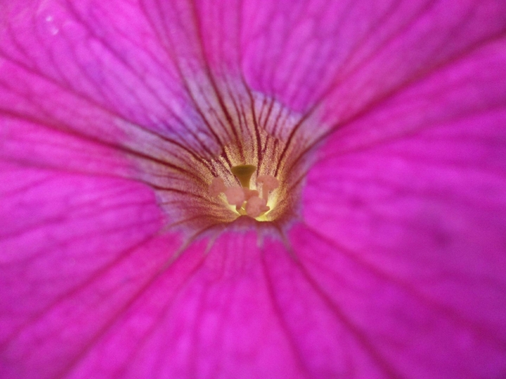 Macro flower