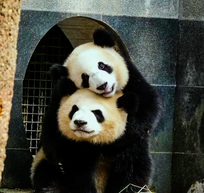 panda Love