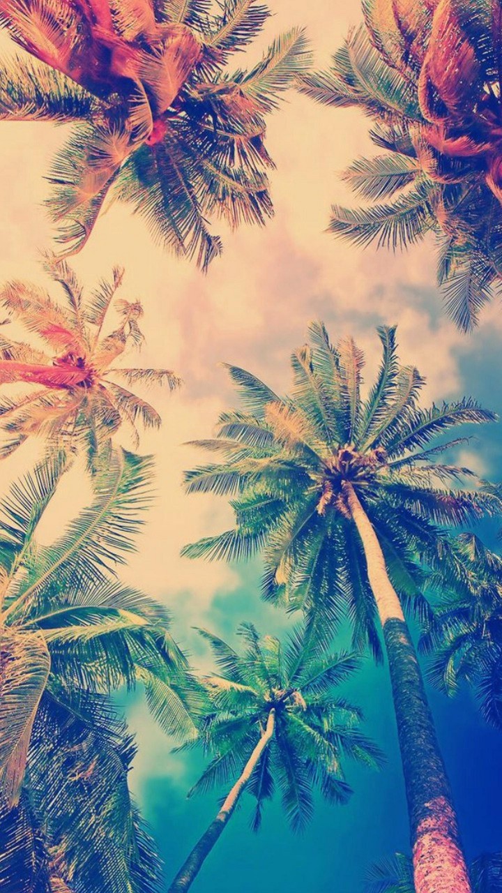 Trees Wallpaper
