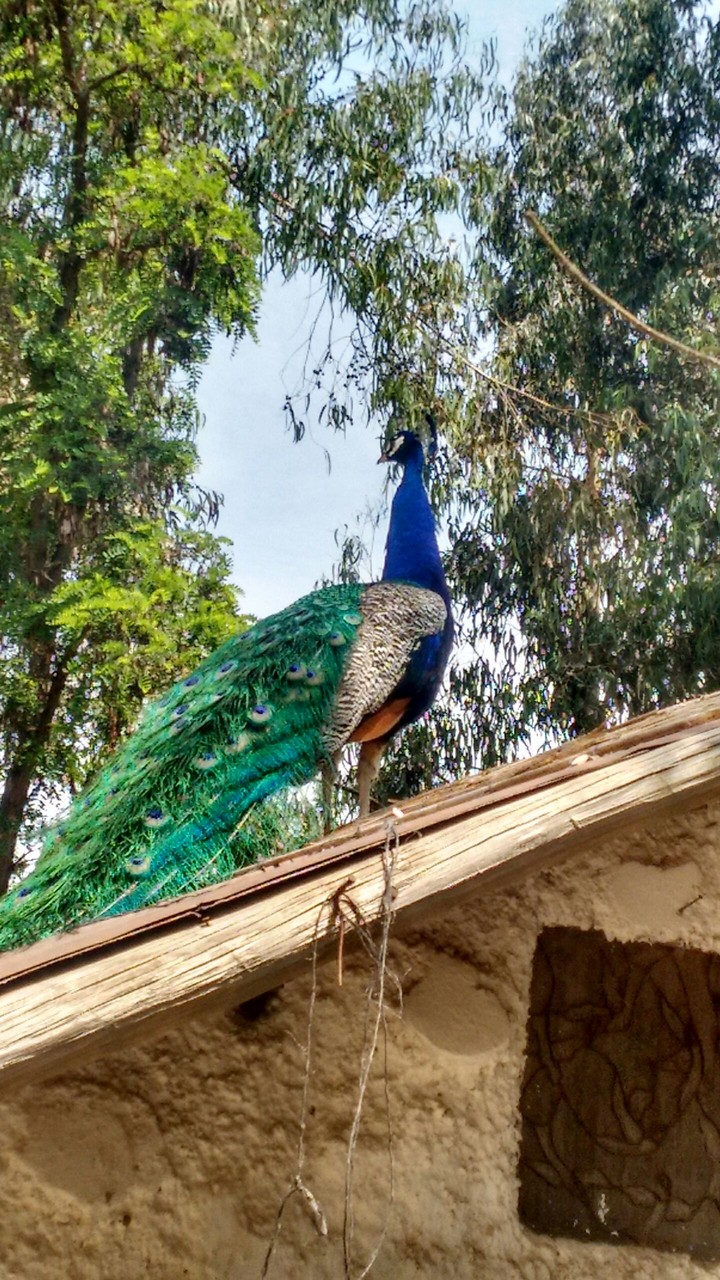 bird