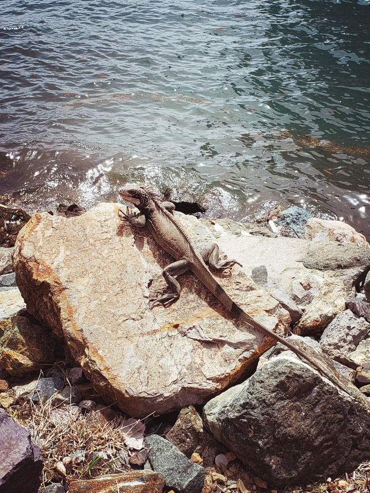 Iguana
