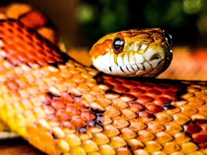 snake