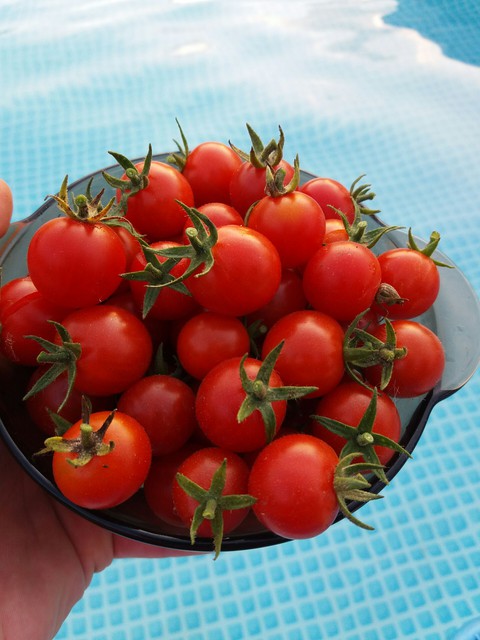 cherry tomatoes