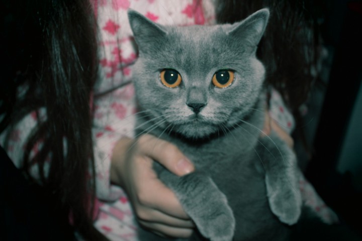 Great cat.
