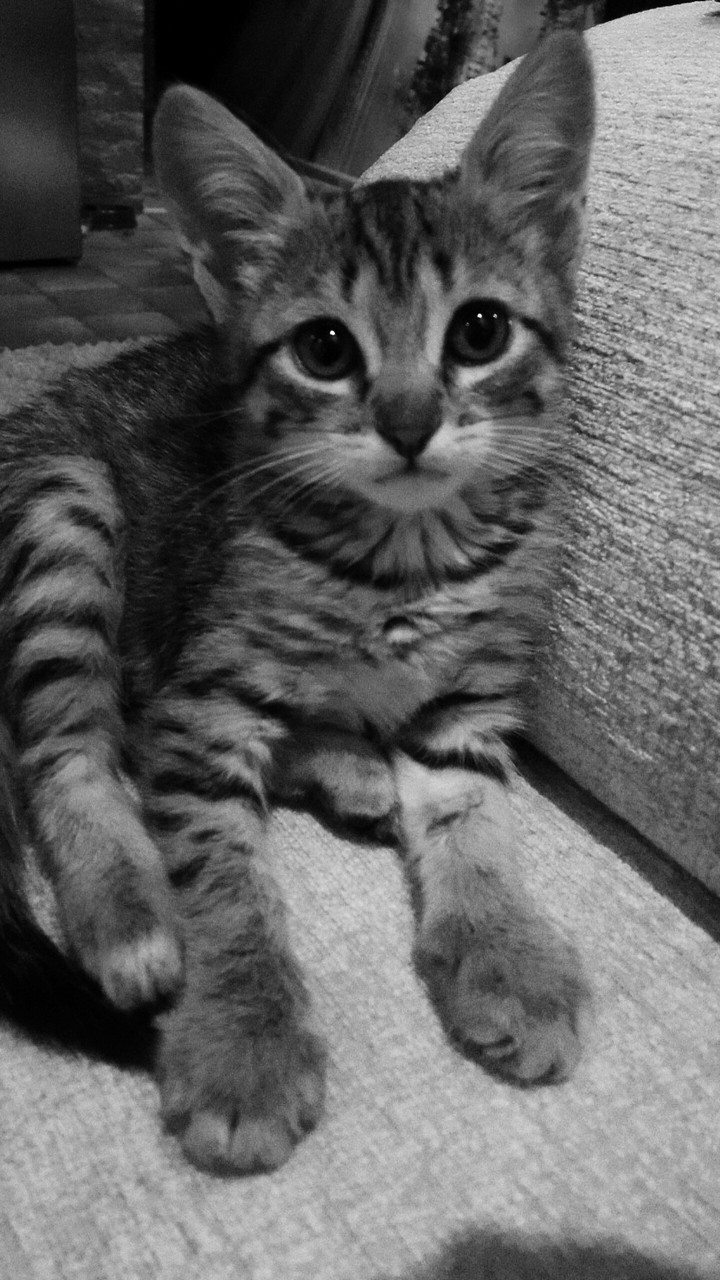 cat