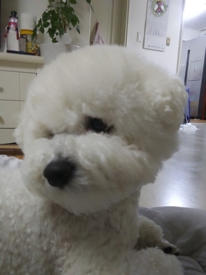 우리귀여운강아지