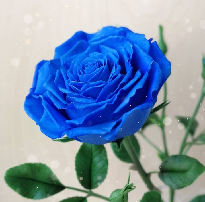 Blue Rose