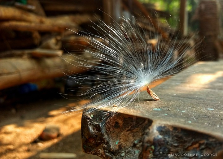 photography