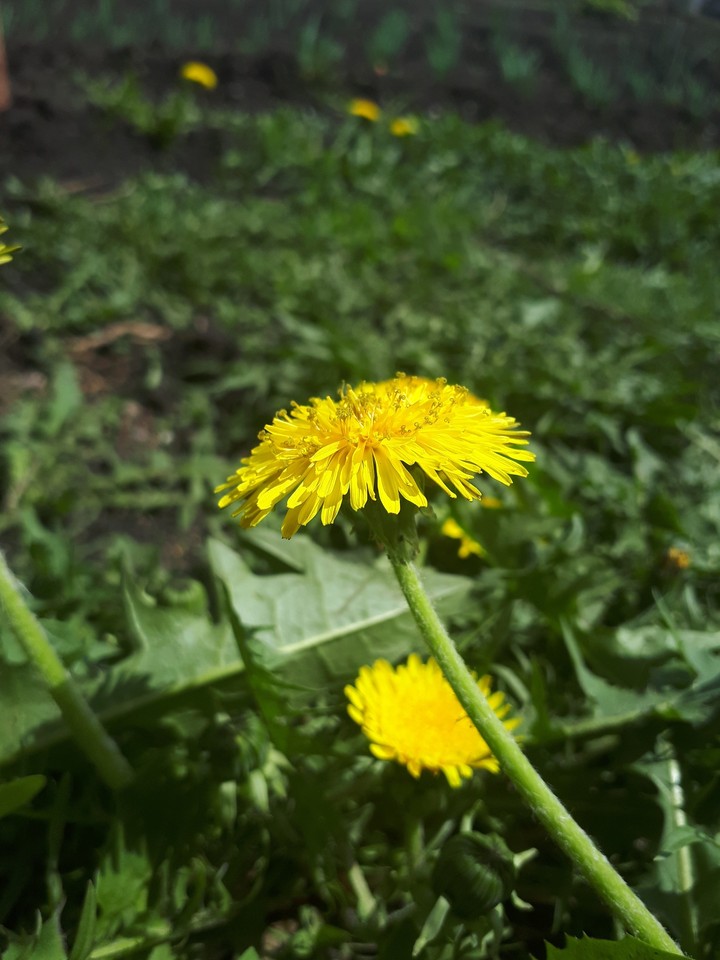 dandelion