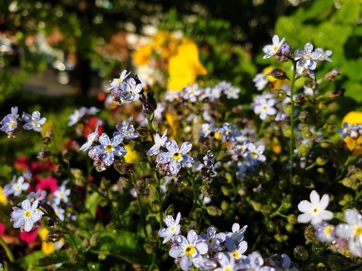 Blumenpracht auf Balkonien