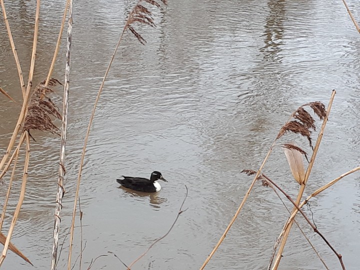 beautiful wild duck
