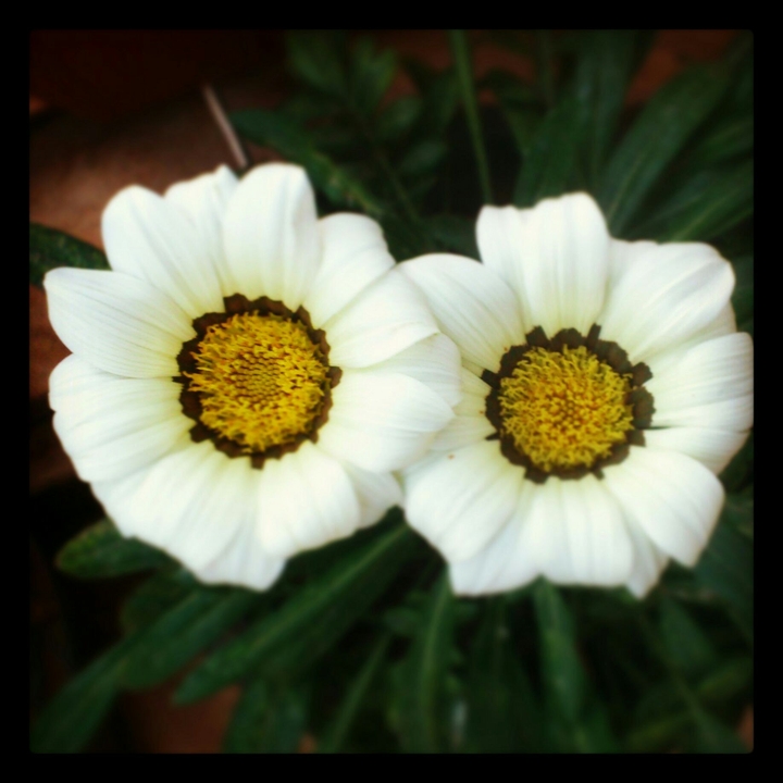 white beauty