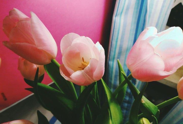 Pink Tulips