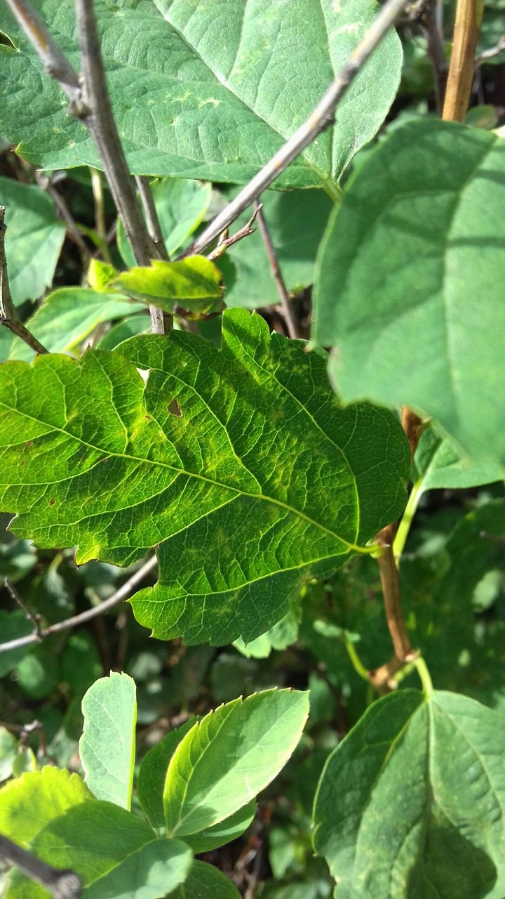 fruit