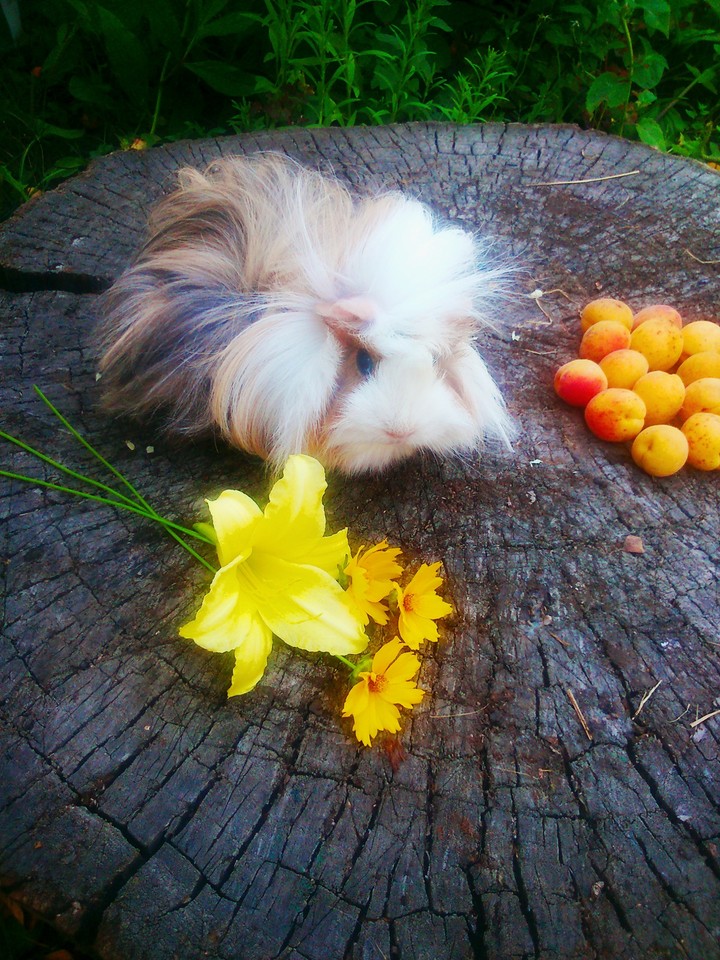 Guinea pig