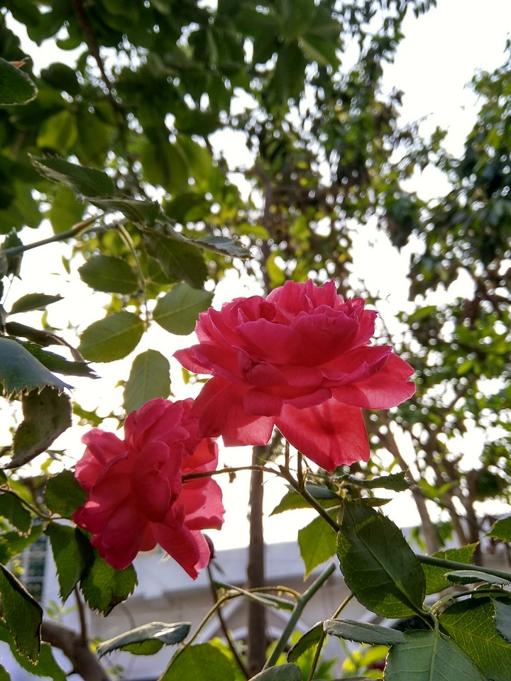 Glossy Rose 
