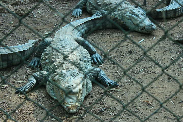 Papinaseri snake park kannor kerala
