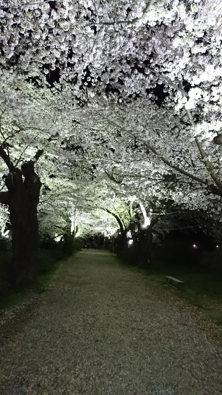 cherry blossom