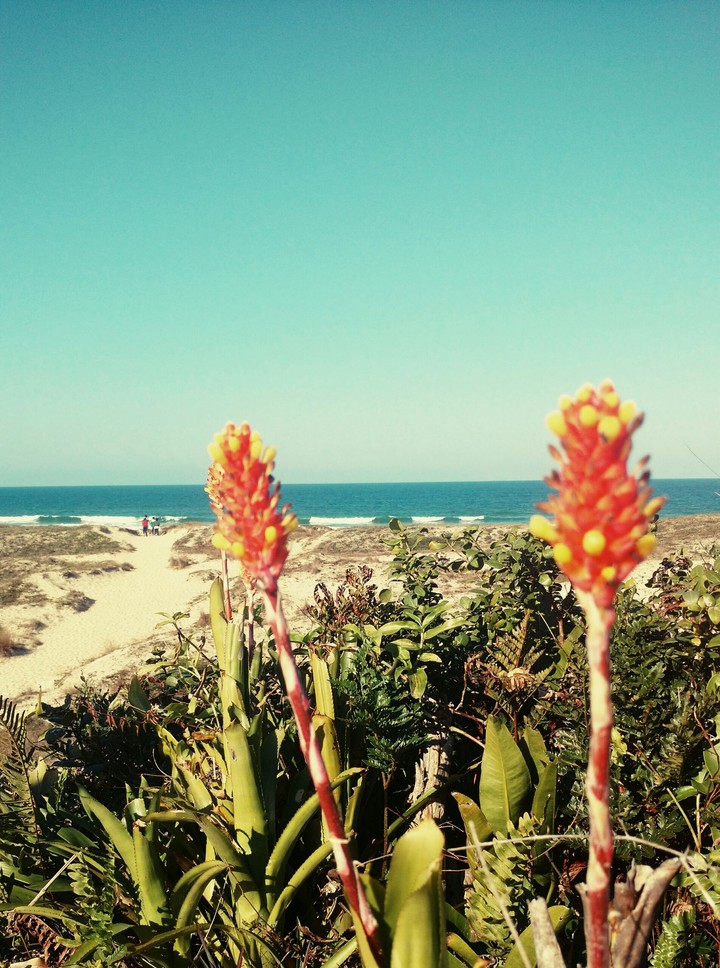 the flowers and the sea