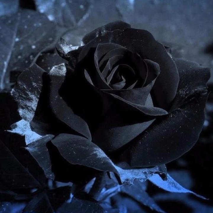 Happy Rosesday
