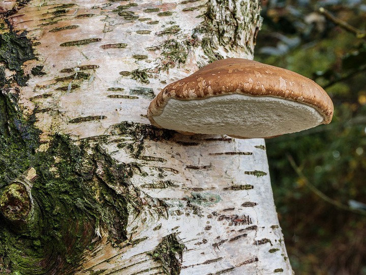 Cogumelo Fomitopsis betulina