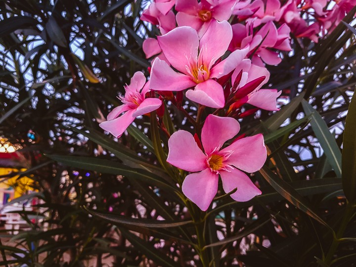 oleander
