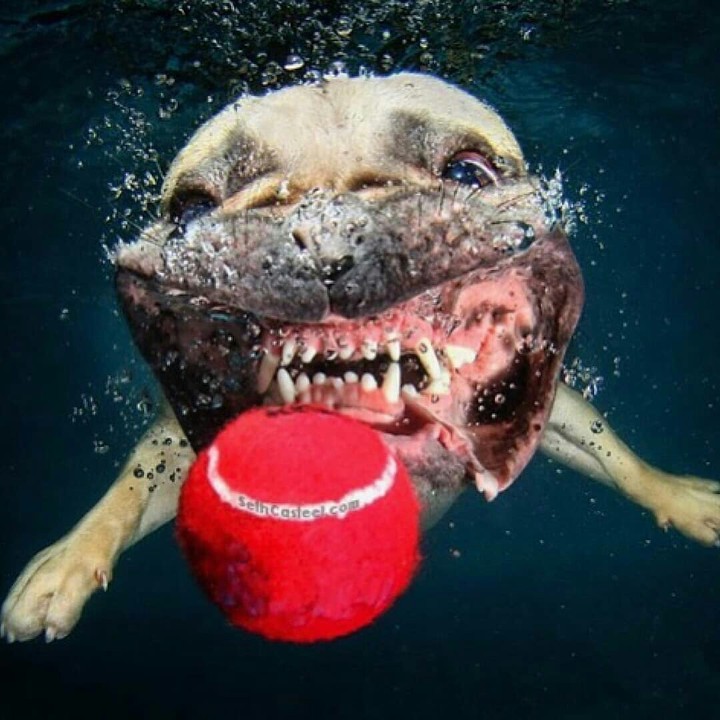 funny dog