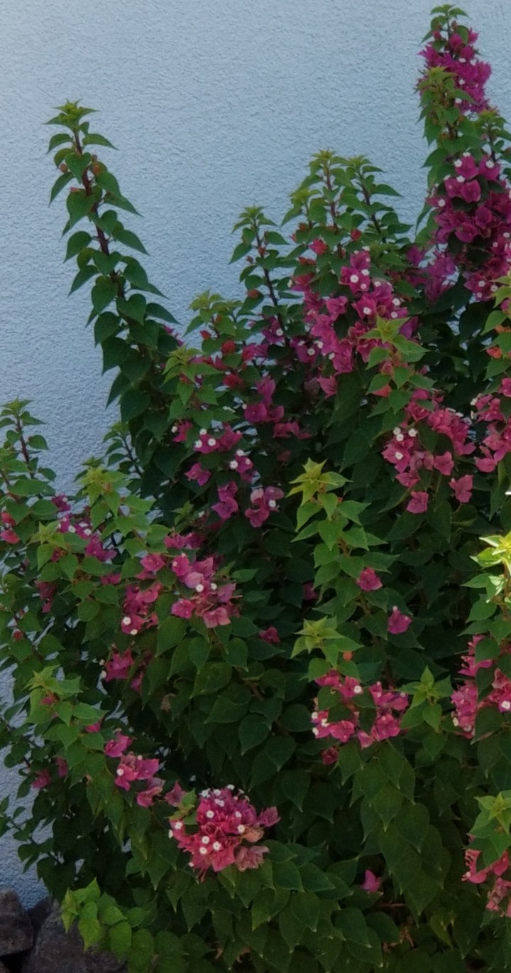 Bougainvillea