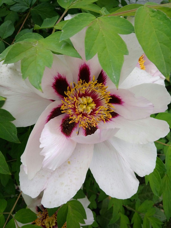 Tree peony