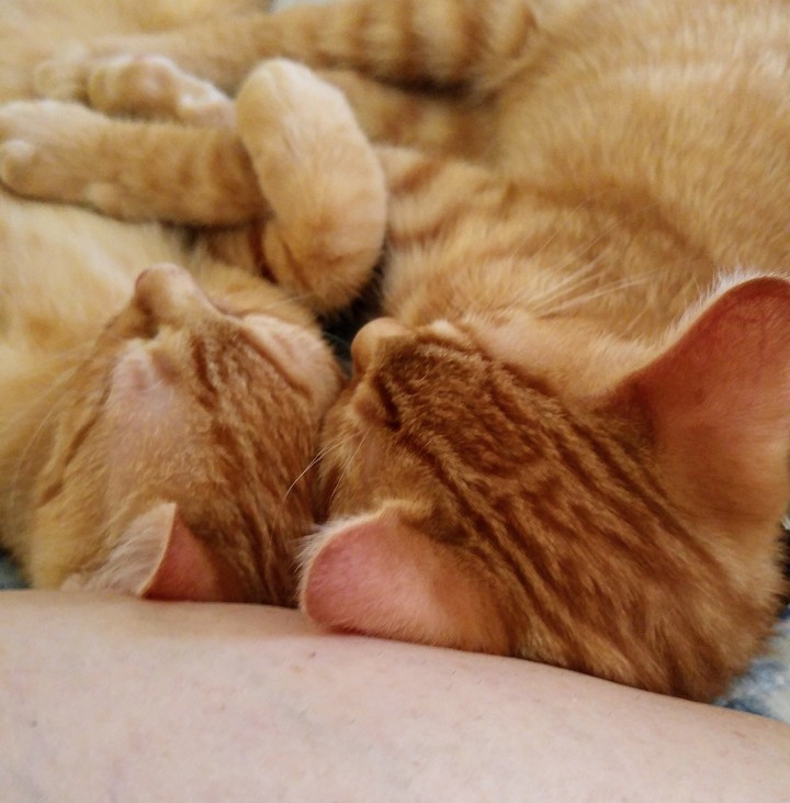 Brotherly Love