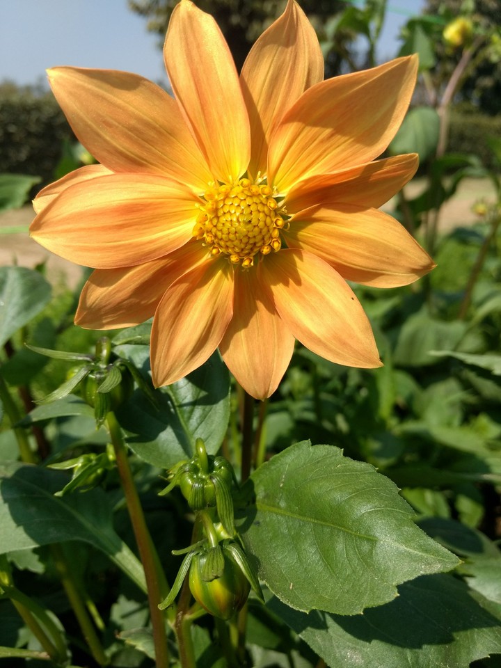 Flower