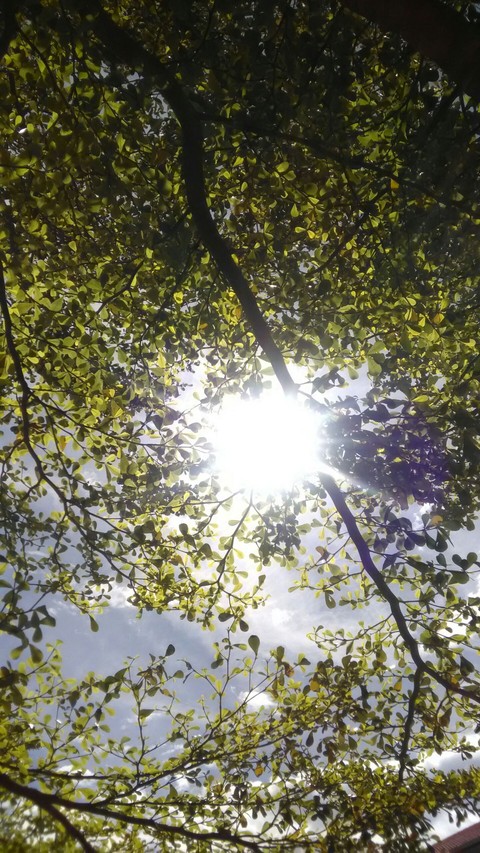 fonds d'écran sunlight, branch