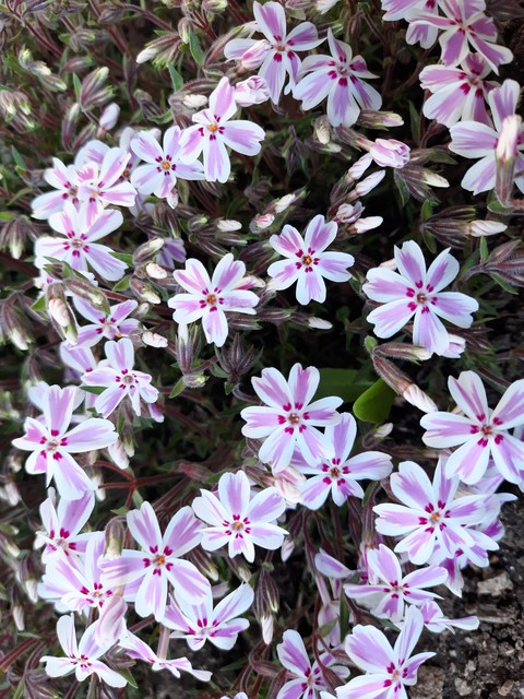 pink and white