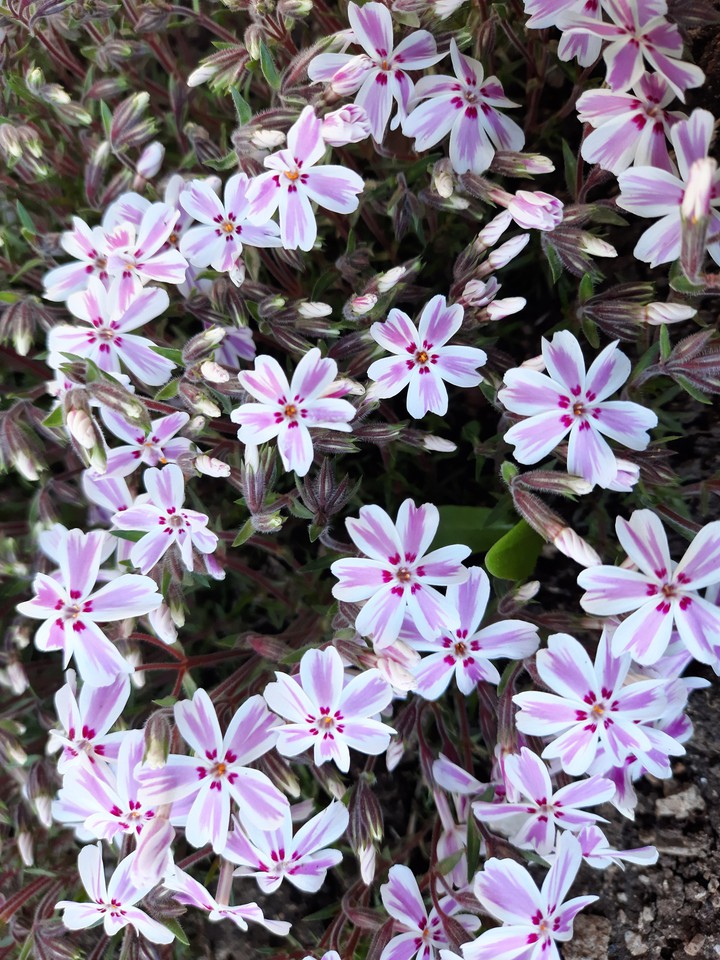 pink and white
