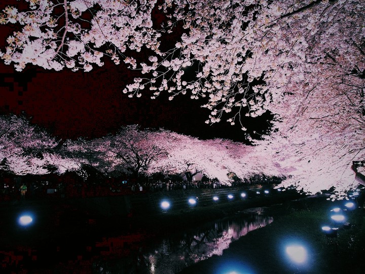 桜