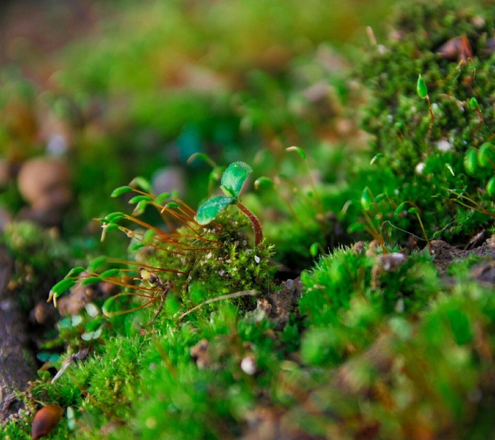 hd nature