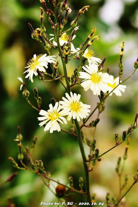 aster, 植物壁纸